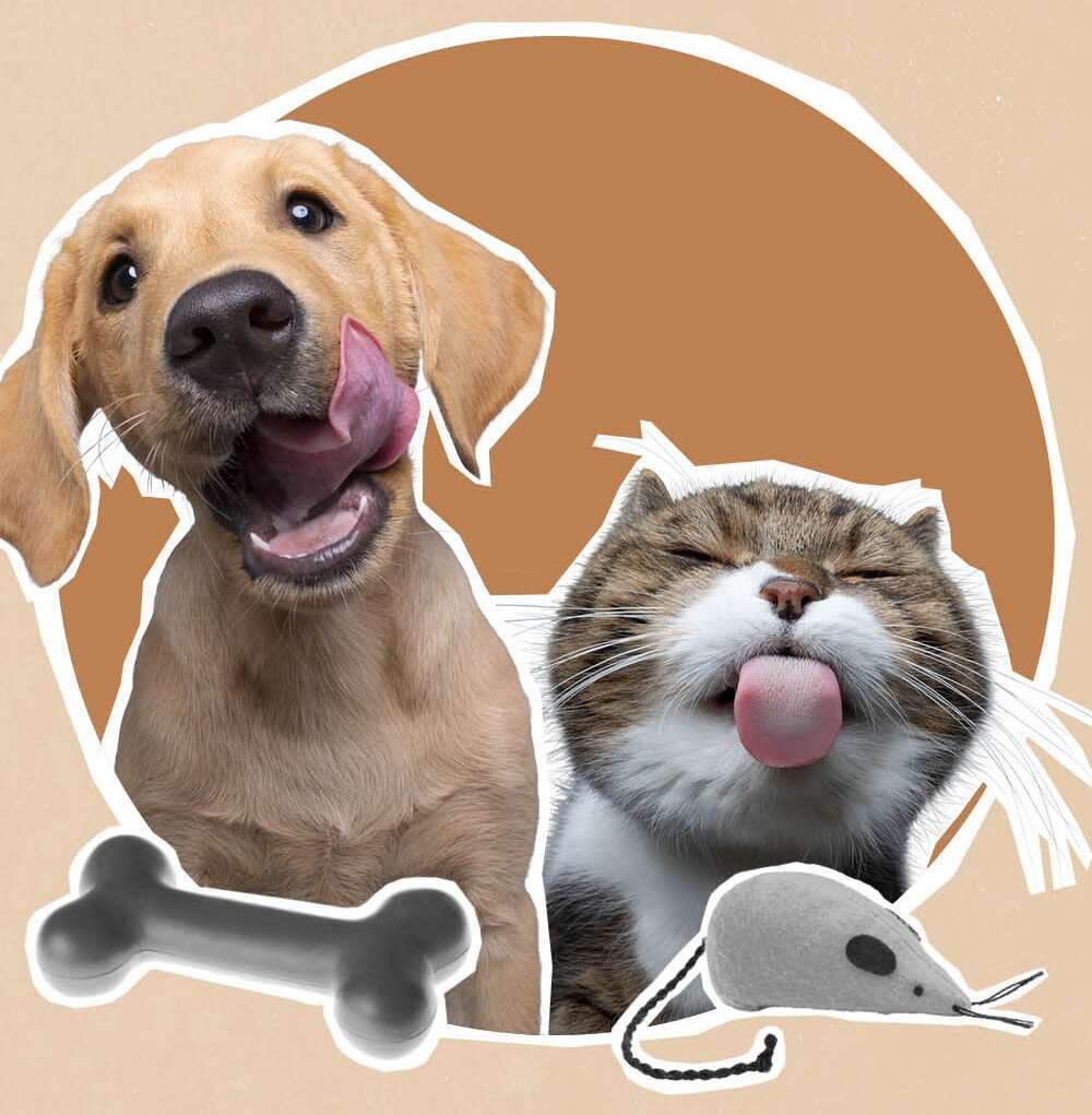 Image d'animal de compagnie chien et chat