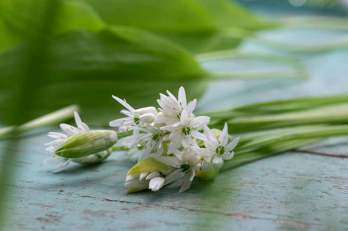 Aglio orsino con fiori