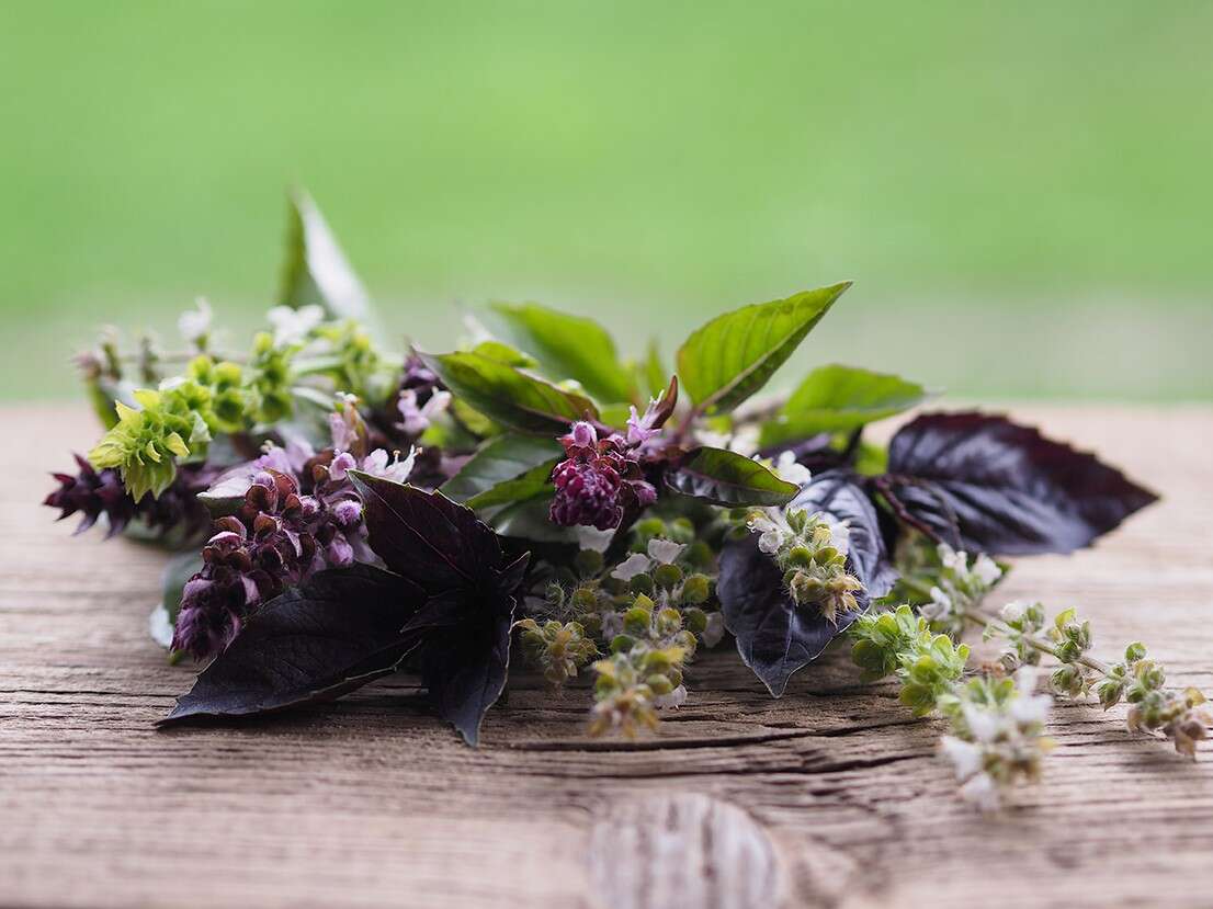 Basilico rosso e verde, foglie e fiori