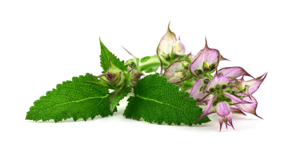 Fiori e foglie di salvia sclarea