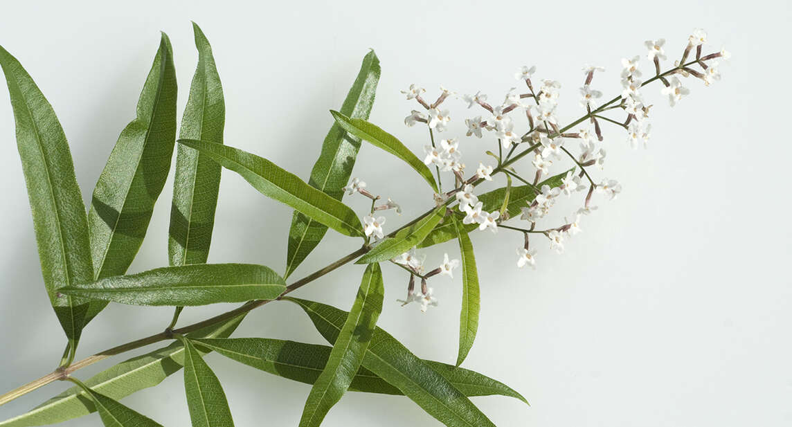 Verbena odorosa 