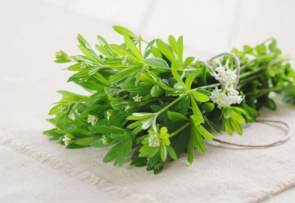 Bouquet d'asperula