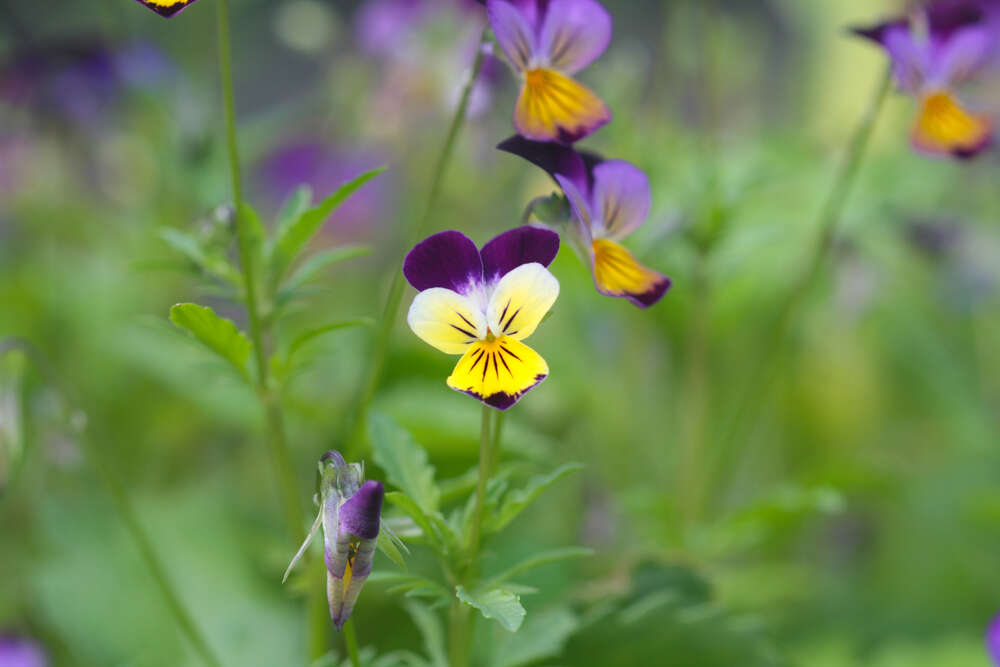 viole selvatiche su un prato