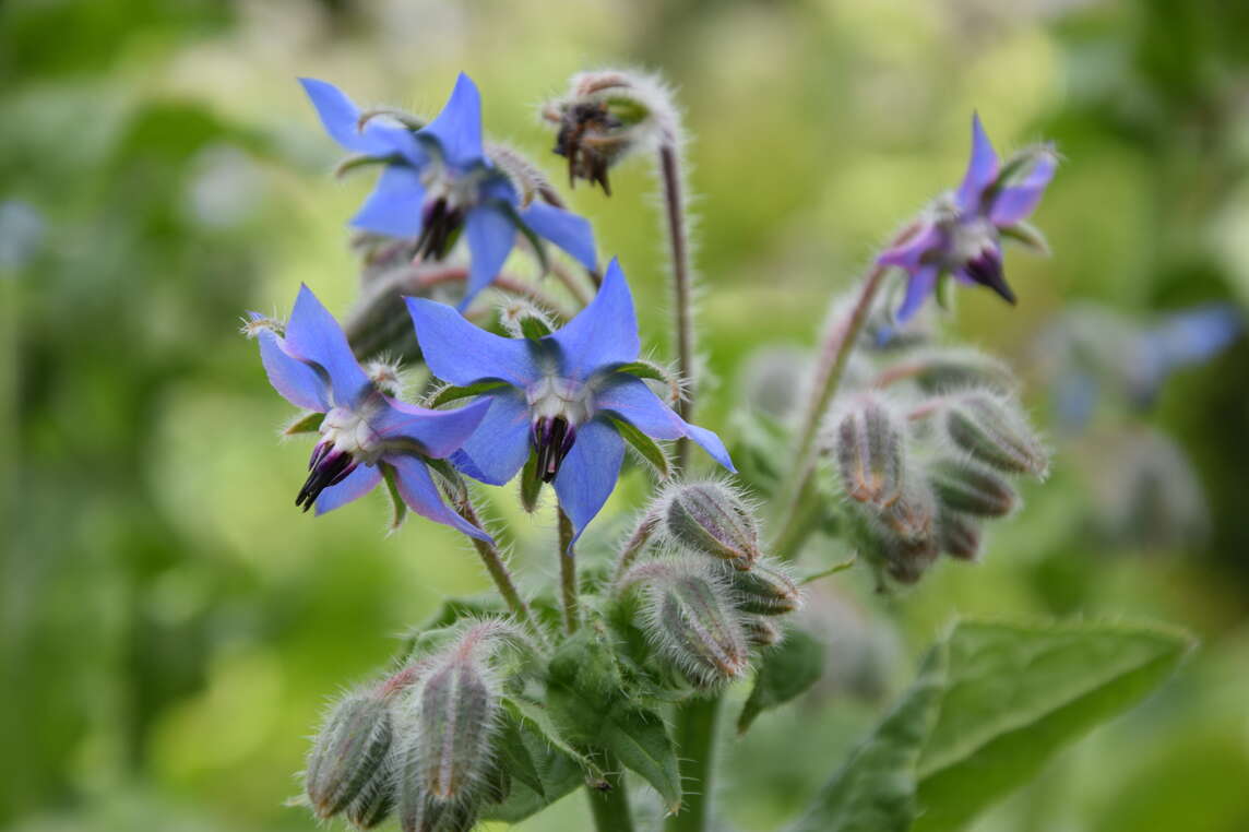 blaue Borretsch-Blüten