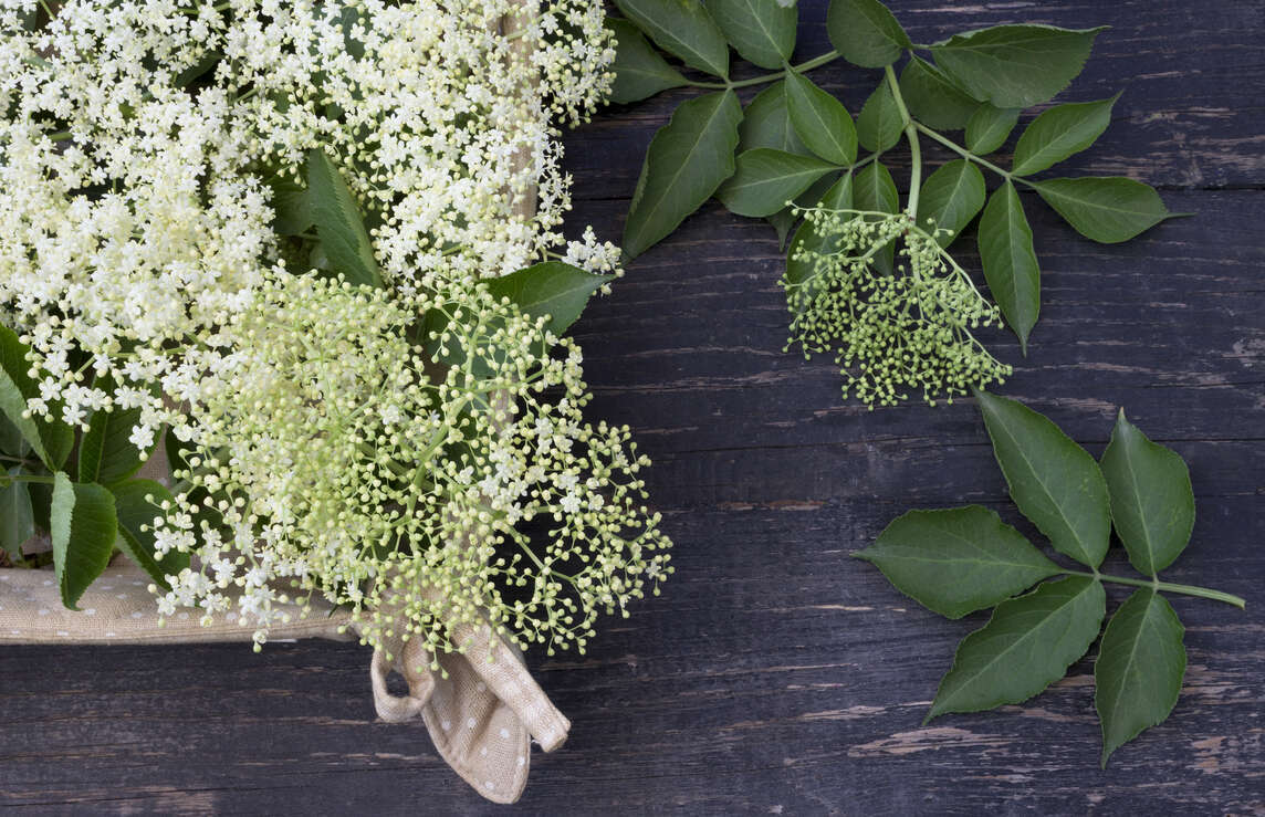 Fiori di sambuco e foglie in un cesto su una tavola di legno