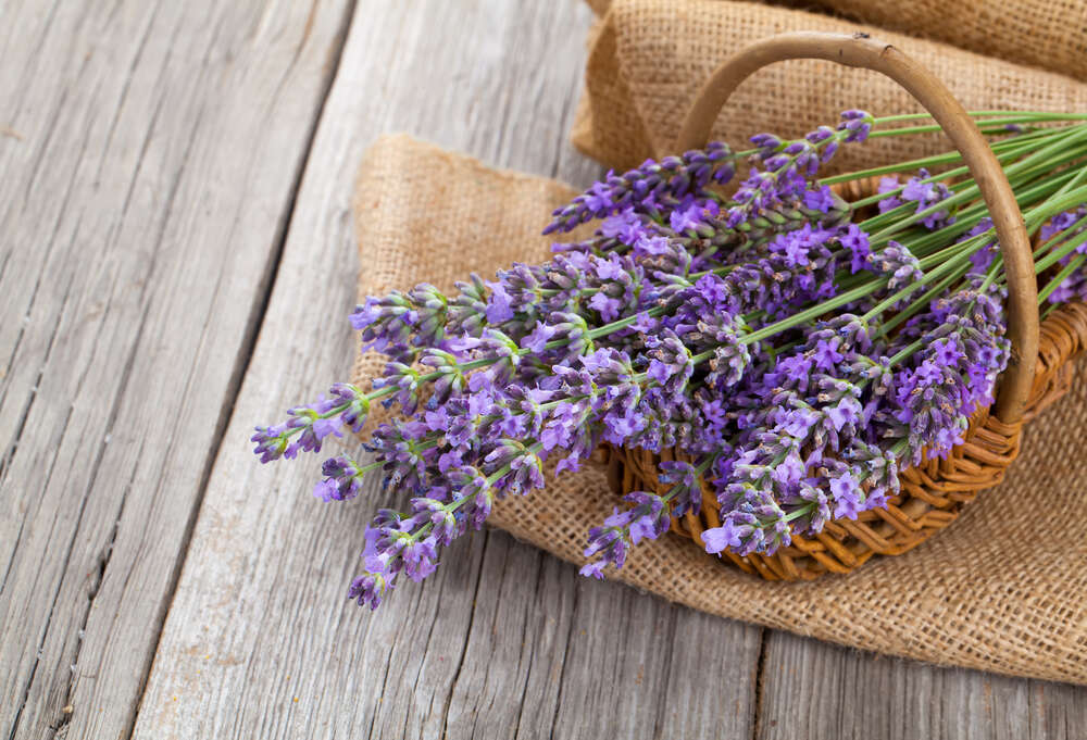 Lavanda in cestino