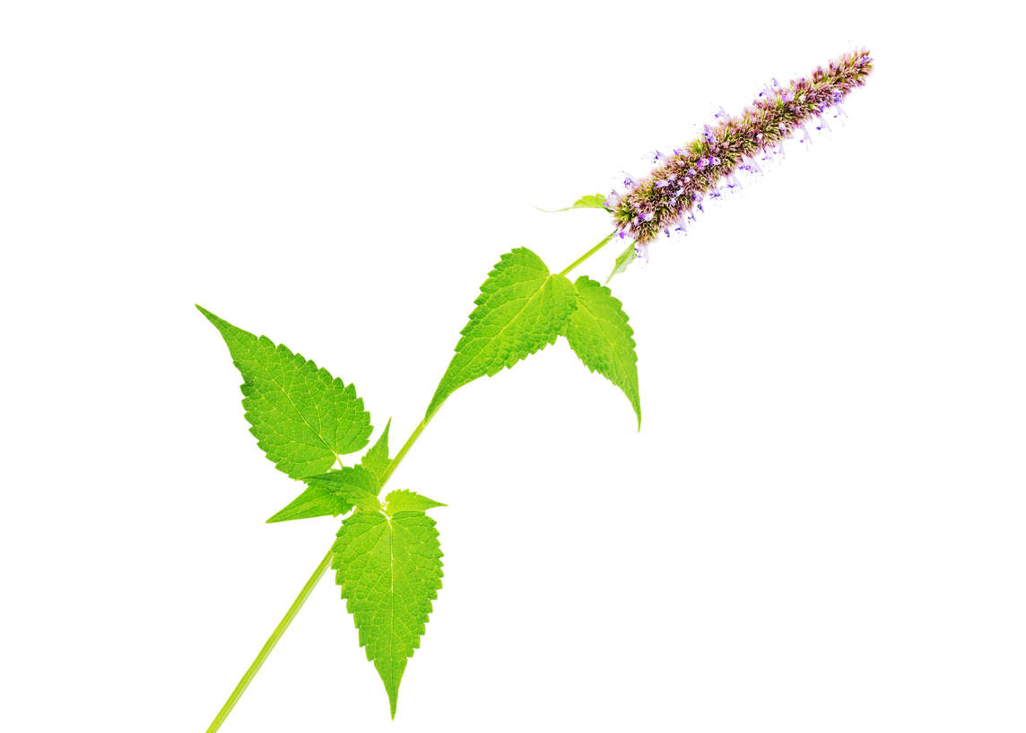 Fiore di Agastache