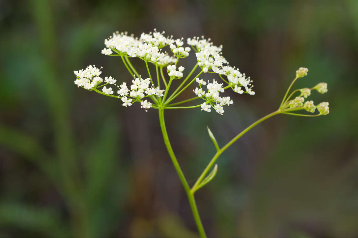 Fiore del piccolo brugo