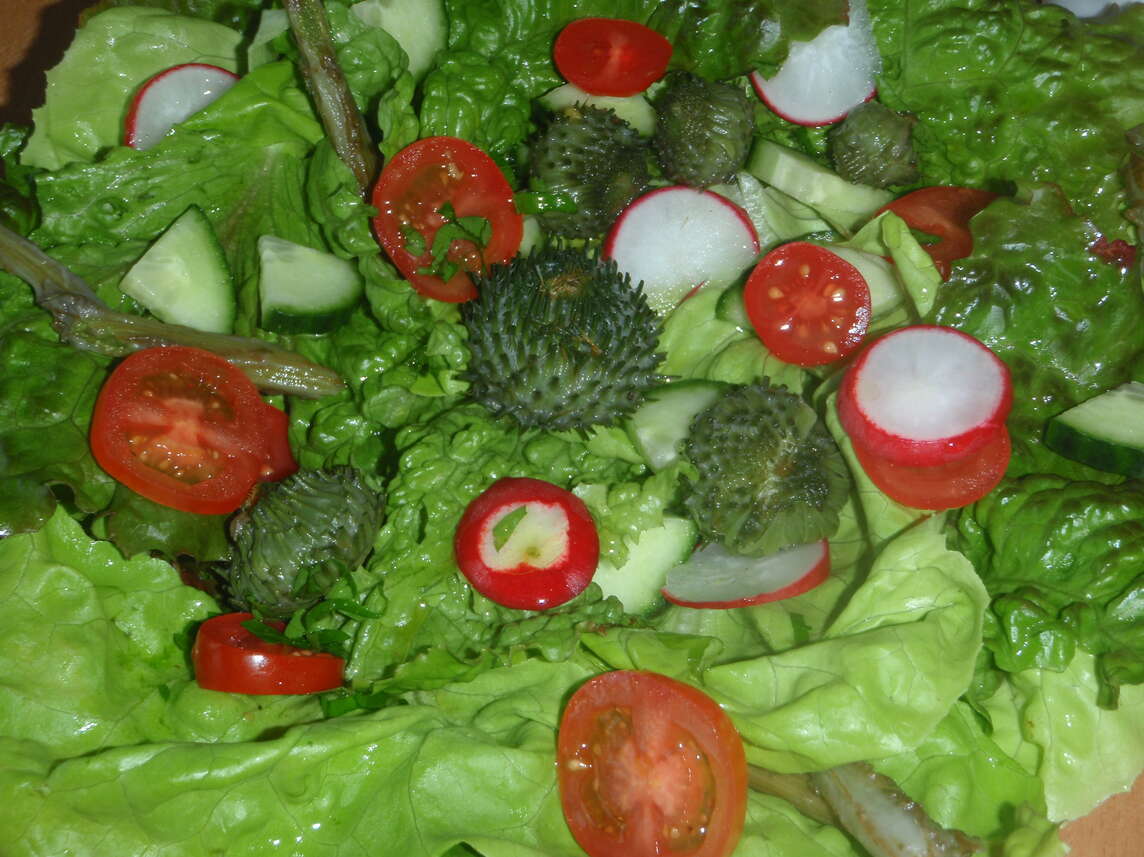 Insalata con cardo d'asino, pomodori, cetrioli e ravanelli