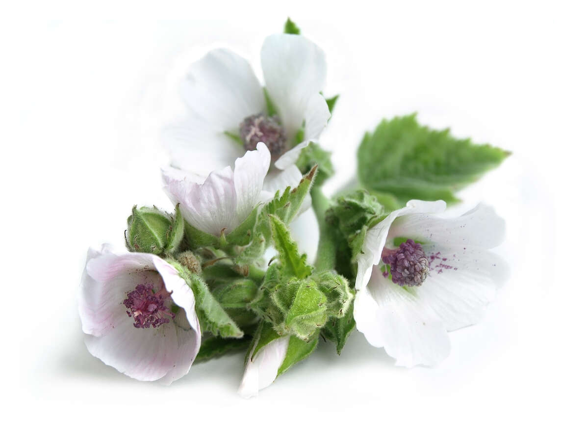 Fiori e boccioli di marshmallow bianco-violaceo