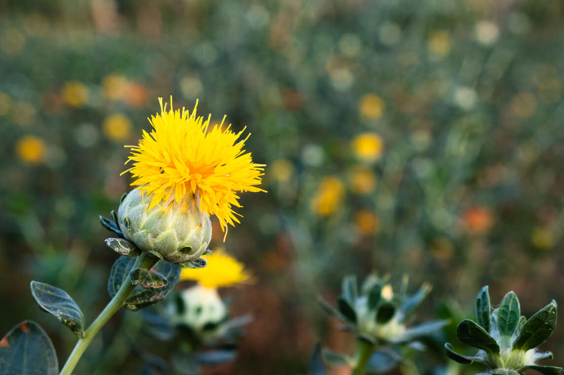 Cartamo del tintore con fiore giallo