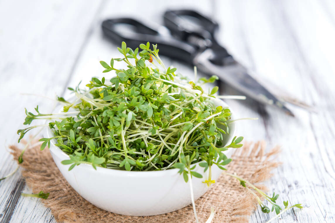 Ciotola con crescione da giardino tagliato