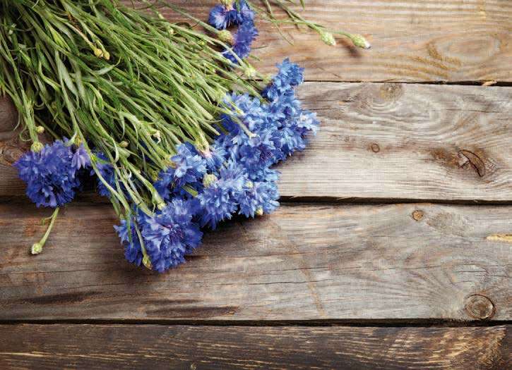 Bouquet di fiordalisi su un tavolo di legno