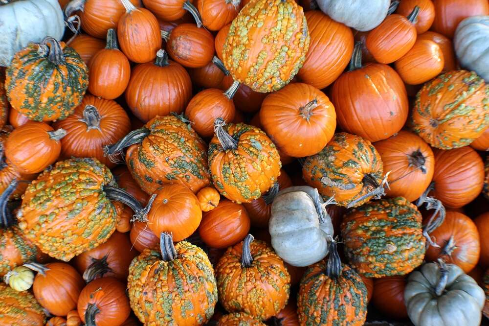 Diverse varietà di zucca