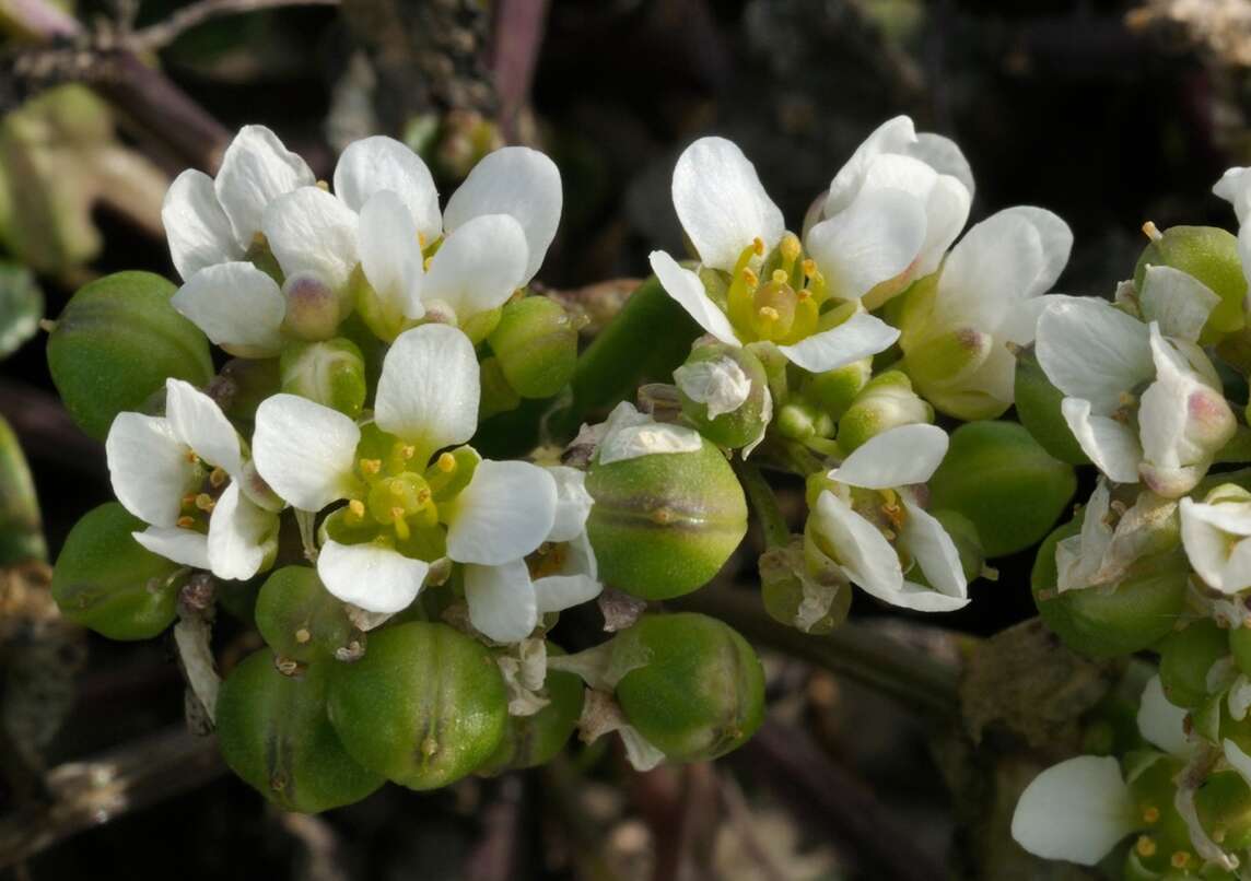 Spatola vera Fiorisce tra le pietre