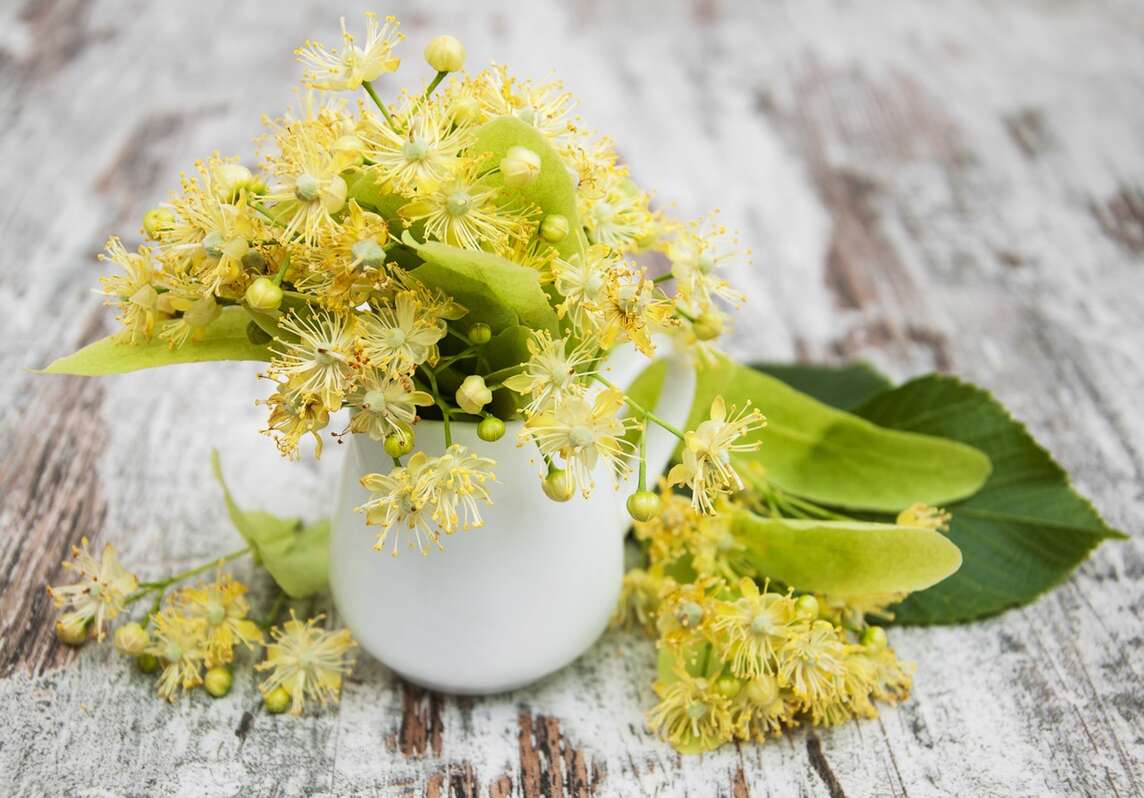 Fiori di tiglio in vaso bianco