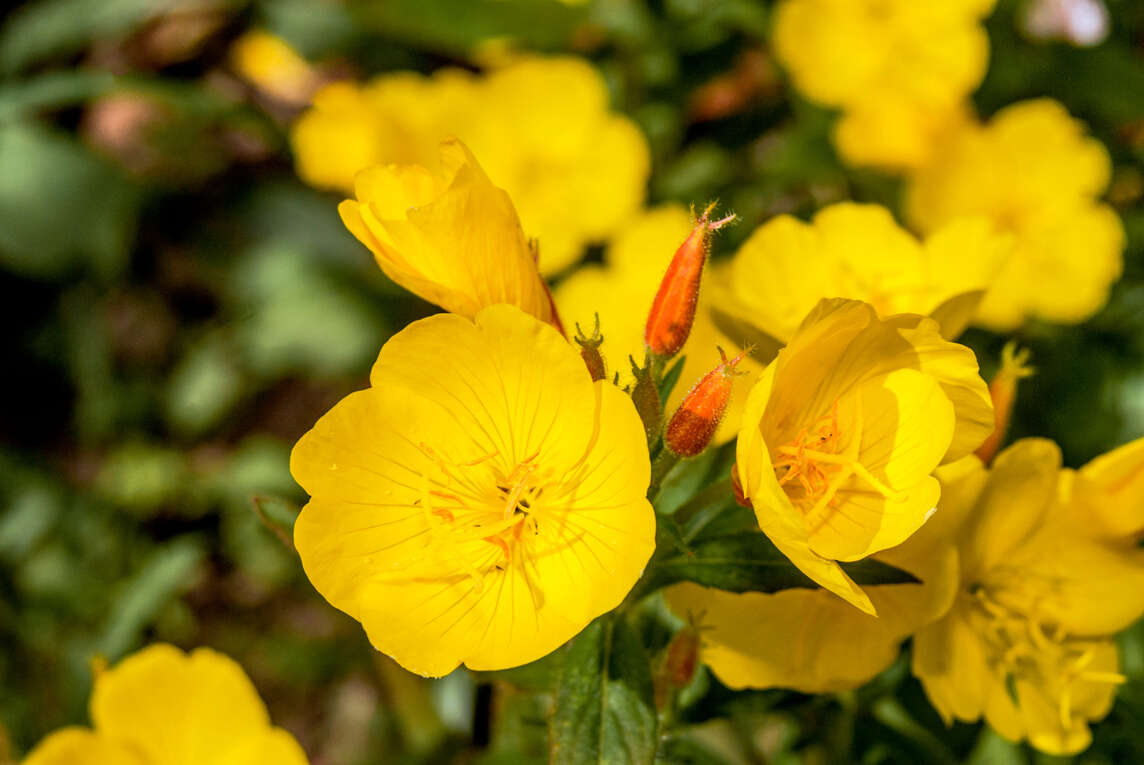 Fiori e boccioli di enotera