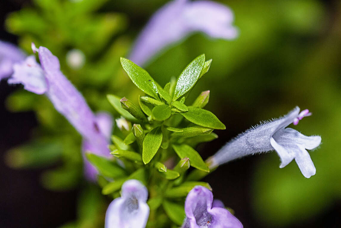 Fiori e foglie di origano messicano