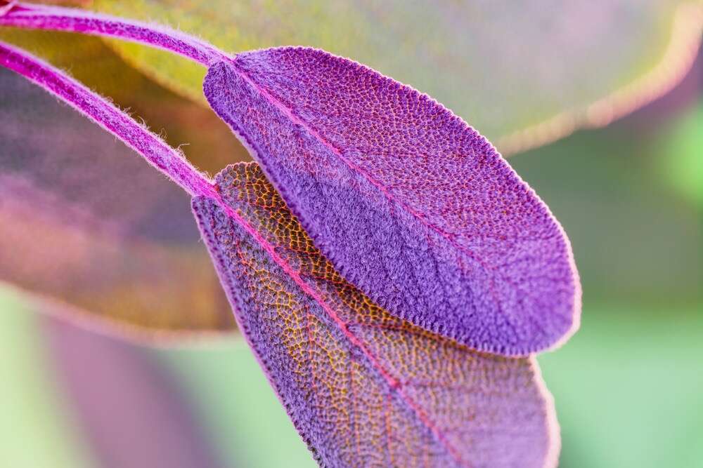 Foglie di salvia purpurea