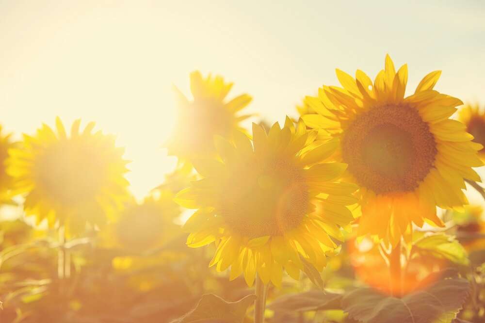 Fiori di girasole in controluce