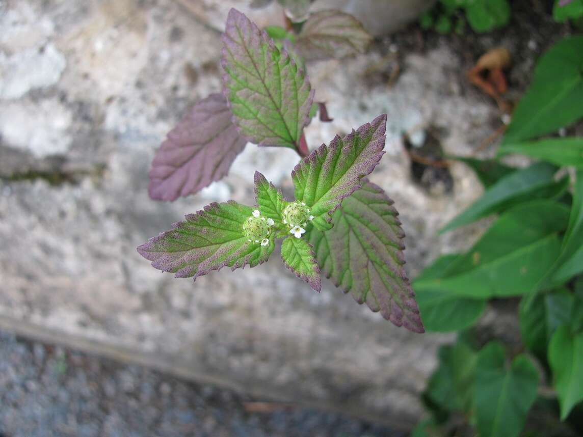 Alghe azteche con fiori davanti a una pietra