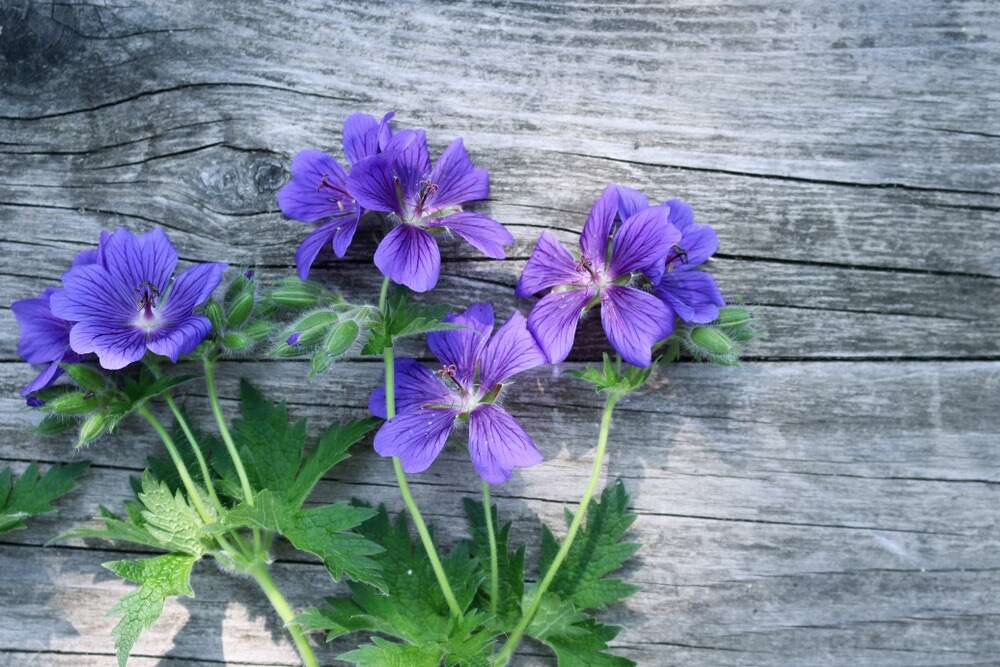 Fiori di cicogna viola su tavola di legno