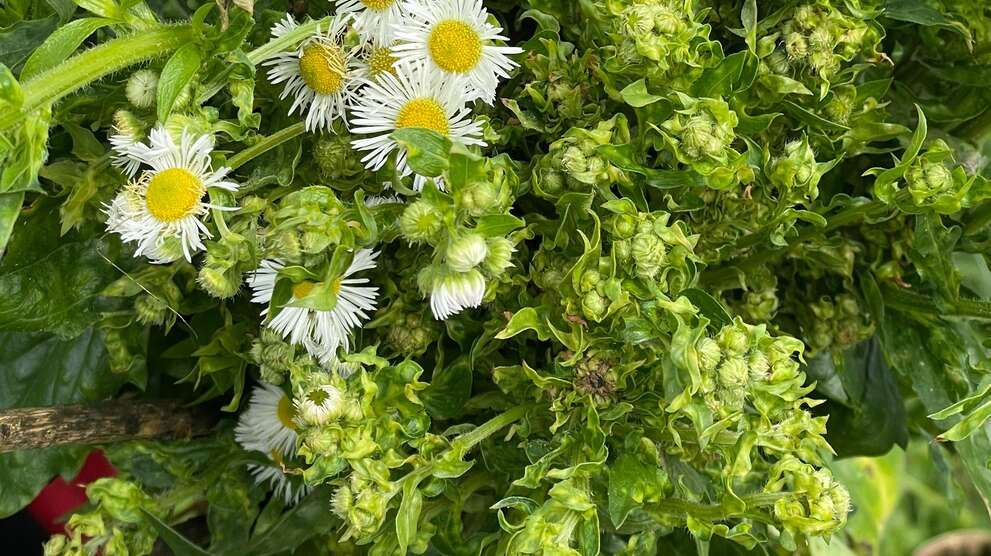 Néophyte herbe professionnelle annuelle