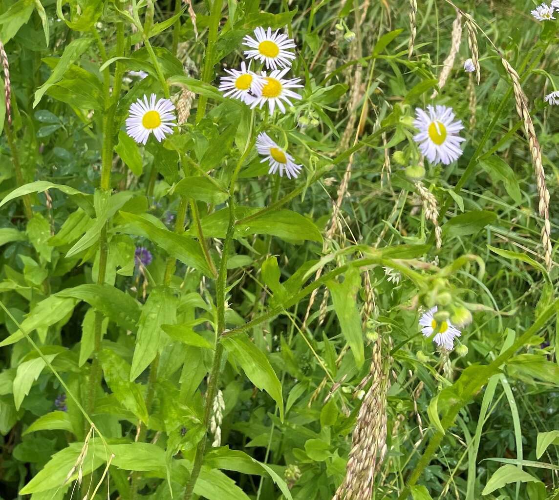 Erba annuale neofita